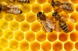 Ask Dr. Mike: EMFs &amp; Is Bee Pollen All Hype?
