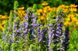Ask Dr. Mike: Can Bugleweed Cure Your Hyperthyroidism &amp; Is Soy Bad for Your Thyroid?