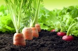 Fresh &amp; Easy: Grow Your Own Veggies with Aeroponics