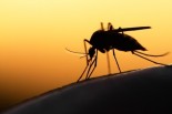 zika-virus-mosquito-safety