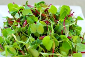 Boost Your Nutrients with Micro-Greens &amp; Sprouts