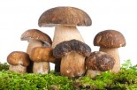 Are Mushrooms Good for Your Heart?