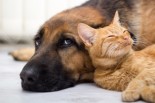 Tips to Keep Your Pet Healthy