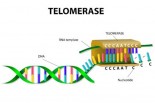the-future-of-telomerase-medicine