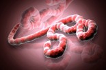 Ebola Virus: Is the U.S. Next to Be Affected?