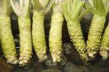 why-you-should-eat-more-wasabi