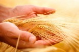 whole-grains-reduce-cvd-total-death-risk