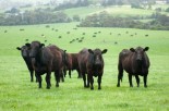Grassfed &amp; Feedlot Beef: Is There a Difference? 