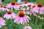 Echinacea to Fight the Flu