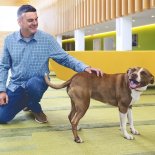 from-dogs-to-data-a-journey-through-canine-genetics