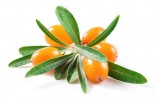 Seabuckthorn: A Natural Way to Ease Vaginal Dryness
